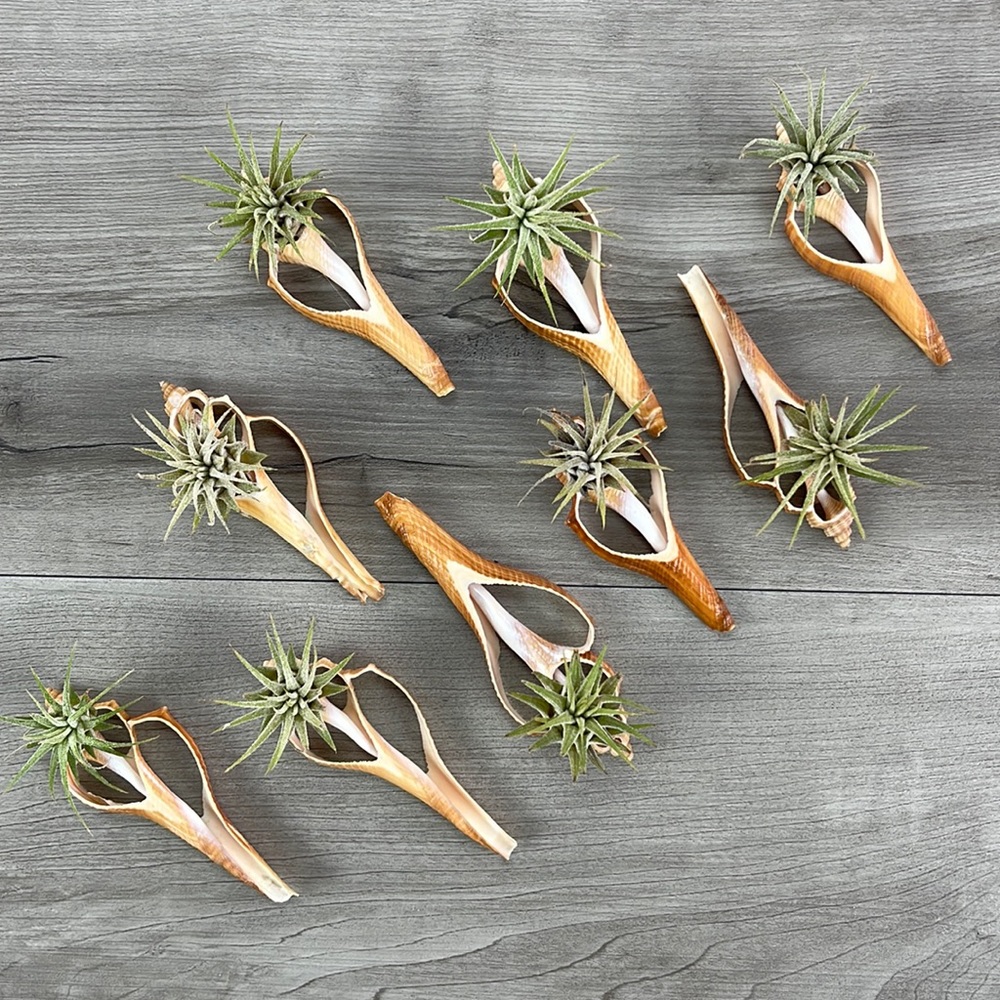🔆AIR PLANT BUDDY🔆 WITH REAL SEA SHELL HAND MADE AND UNIQUE - Picture 4 of 9